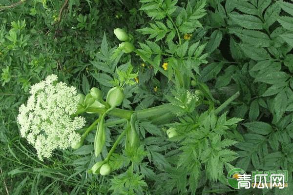 柴胡种子的种植方法