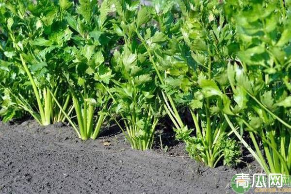 芹菜种植技术和管理方法