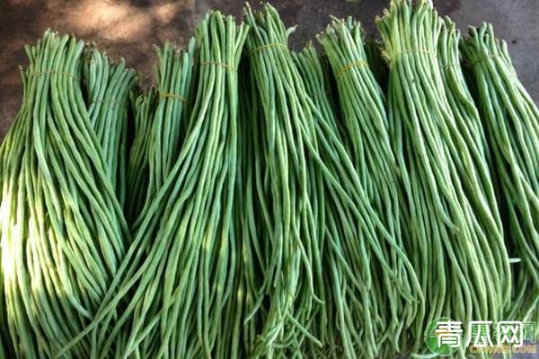 种植豆角做好这五大点，才能种出高质量豆角！