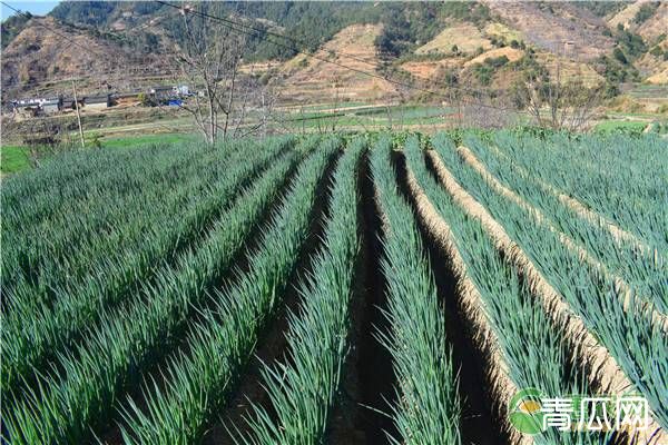 大葱重茬病害的原因及预防措施