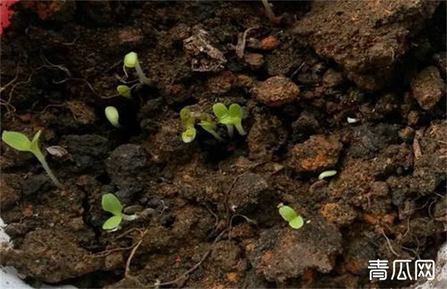 生菜怎么种植容易发芽？生菜浸种催芽技术