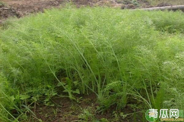 立秋时节，秋茬茴香的种植方法介绍