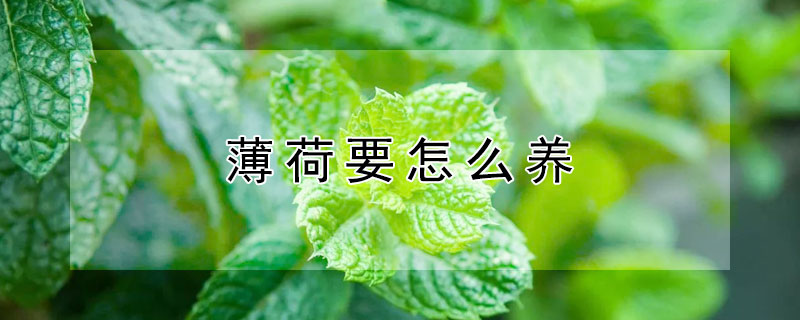 薄荷要怎么养才好？