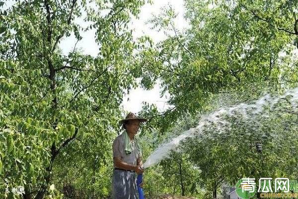 枣树想要保花保果？怎么做好措施