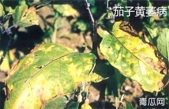 茄子萎焉原因及防治措施