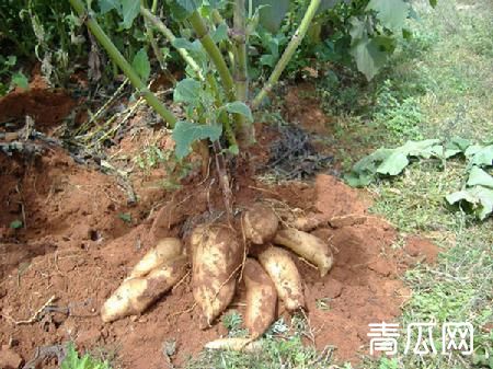 雪莲果种植技术要点及管理技术