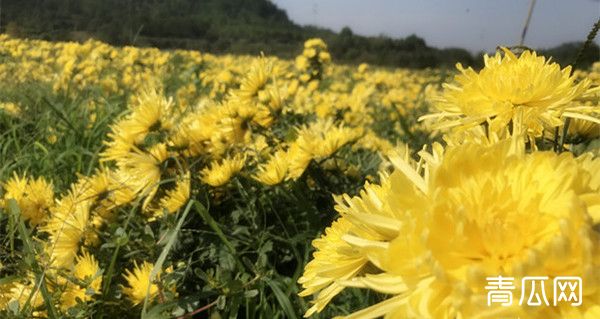 金丝皇菊怎么种？南方地区金丝皇菊栽培管理技术