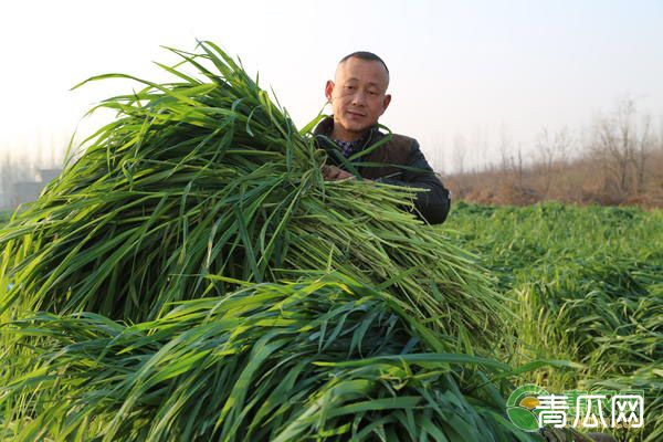 燕麦草种子怎么挑选采收？栽培方法有哪些？