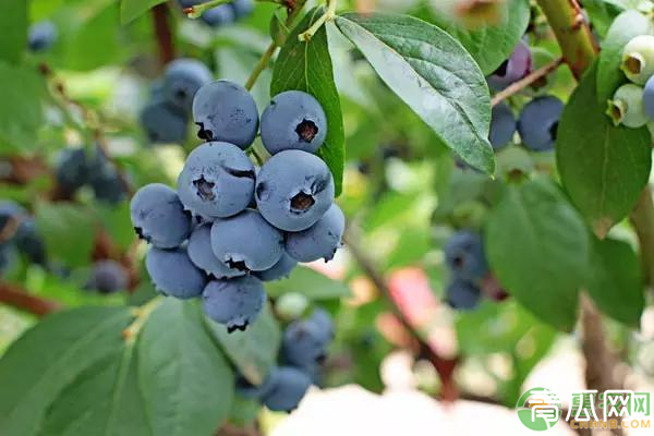 蓝莓怎样种植好？这几点技术要学会