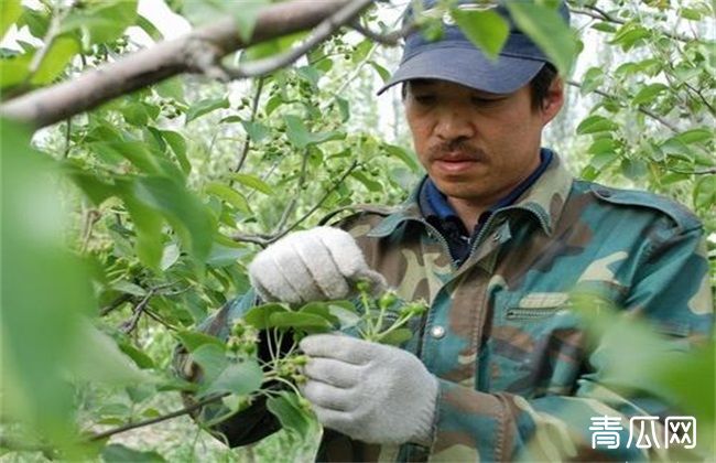 杨梅疏花疏果技术