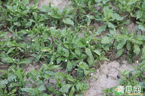 太子参种植技术与栽培管理