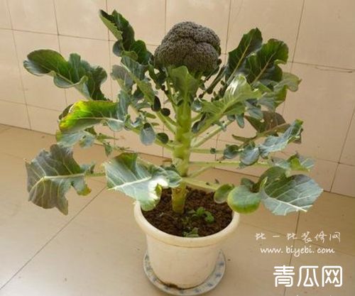 盆栽西兰花的种植方法及养护介绍