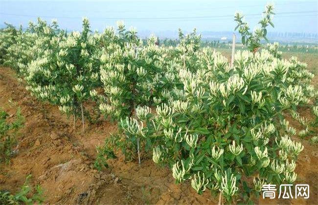 金银花的种植条件及时间