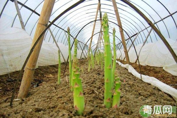 家庭怎么种植芦笋？芦笋种植管理注意事项