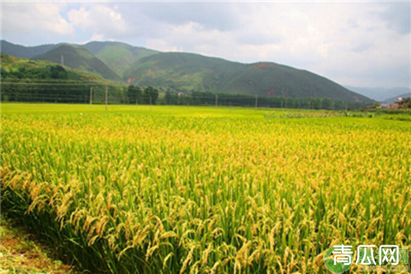 2020年农村种植什么有补贴？申报补贴条件有哪些？
