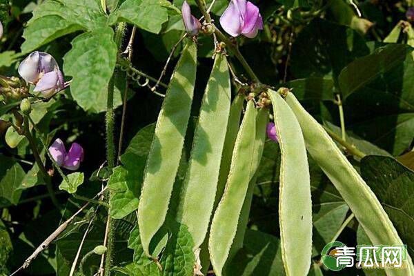 春天如何种植扁豆？扁豆又大又饱满种植技术