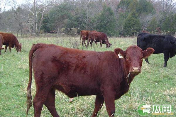 养殖肉牛需要掌握的增肥技术详解