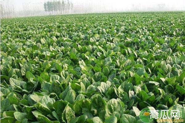 种植好菠菜技巧 你必须知道的