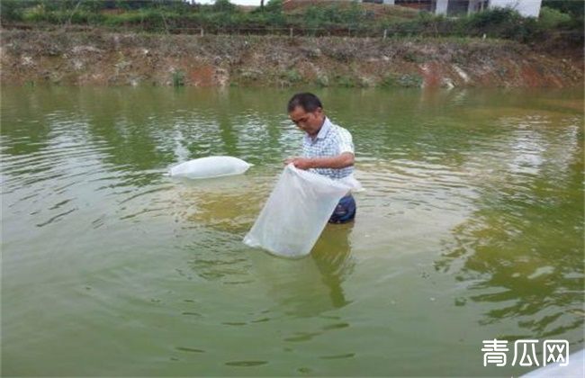 夏季高温季节泥鳅养殖管理要点