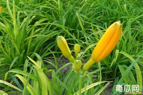 黄花菜高效种植技术要点