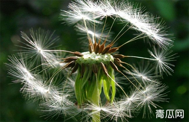 蒲公英种植方法和时间把握