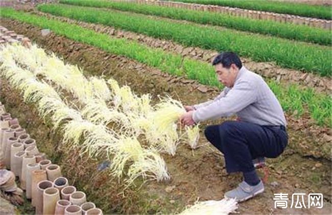 韭黄的种植管理技术