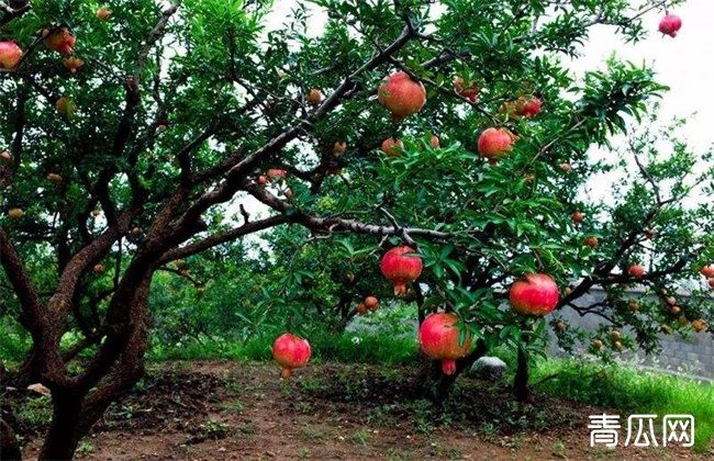 石榴夏季管理技巧