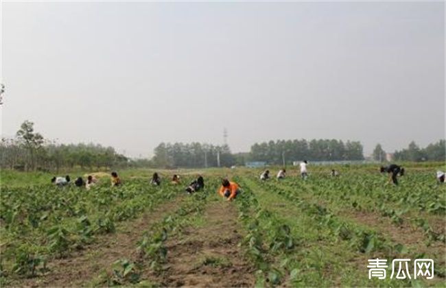 红花田间管理技术