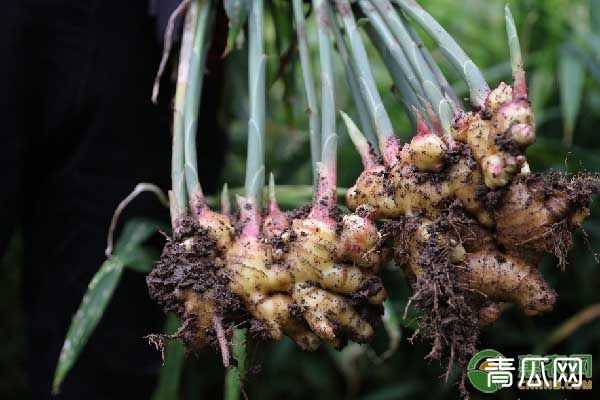 种植生姜该施什么肥料？不同时期如何施肥？