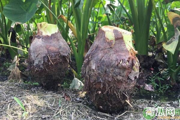 种植芋头要多长时间？芋头田间管理技术要点