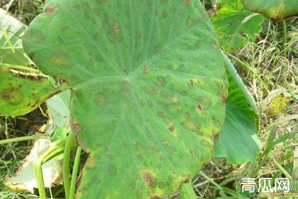 芋头污斑病发病时间及防治方法