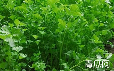 香菜间苗原因是什么？最佳间苗时间介绍