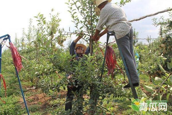 苹果树四季整形修剪的技术要点