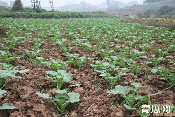 华油杂62油菜机械化种植高产管理技术