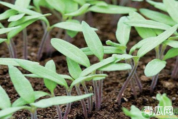 夏季种植茄子高产管理技术