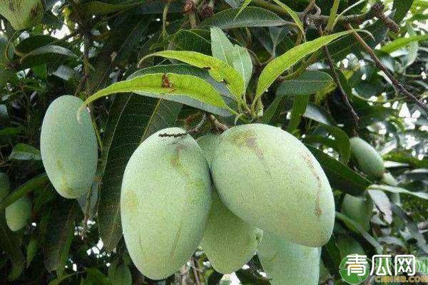 芒果高产种植的管理技巧