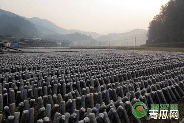 黑木耳的种植方法有几种？黑木耳的种植技术介绍