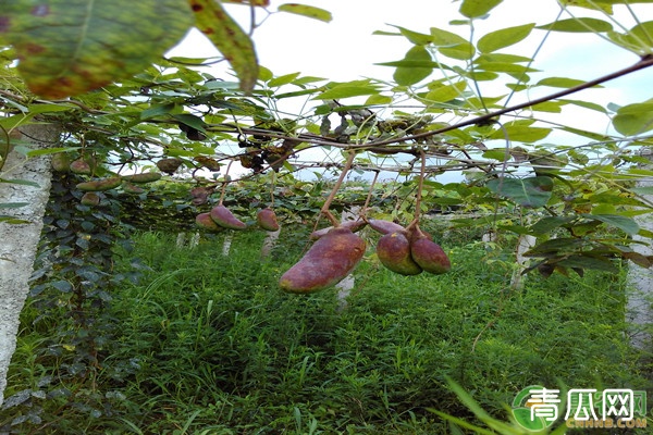 高产八月瓜怎么种植 种植技巧有哪些？