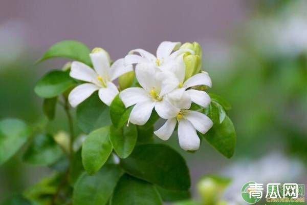 九里香种植栽培技术管理要点（附修剪技巧）