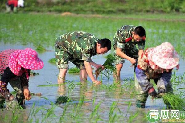 水稻插秧期、分蘖期、杨花期、结实期需求特性