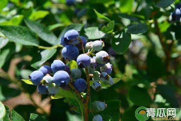 蓝莓怎样种植果子才甜？蓝莓几年结果？