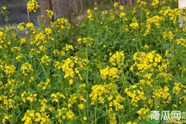 长江流域冬油菜抗旱技术指导意见