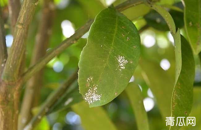 介壳虫用什么药