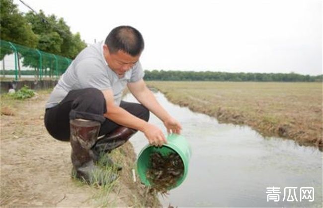 养殖小龙虾难在哪里