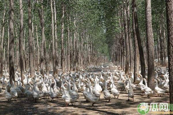 养鹅一般喂哪些饲料？通常是这五大类饲料！