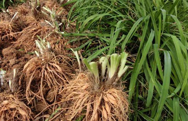 黄花菜种子种植6个技巧