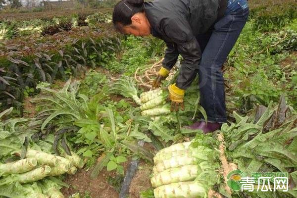 莴笋茎部开裂的原因及预防措施