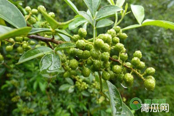 如何种植花椒才能发芽？出苗后管理技巧