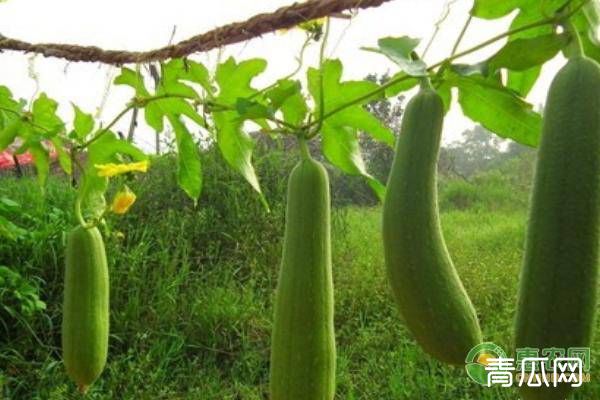 保护地早春丝瓜的高产种植技术详解