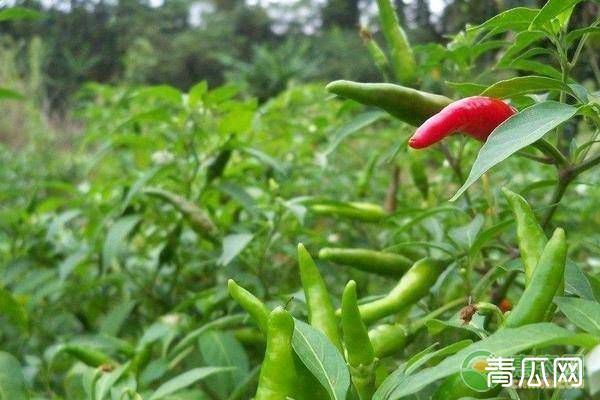 增加辣椒产量的种植技巧及管理方法